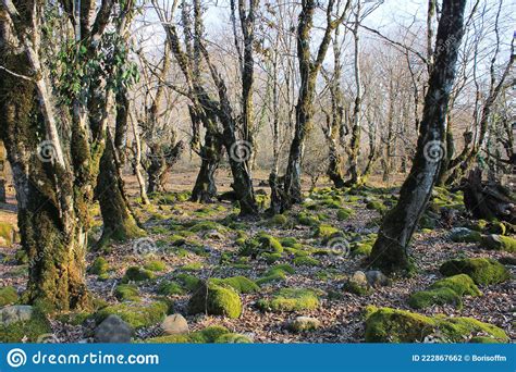 Moss Covered Stones In The Forest Stock Photo Image Of Tree Grass