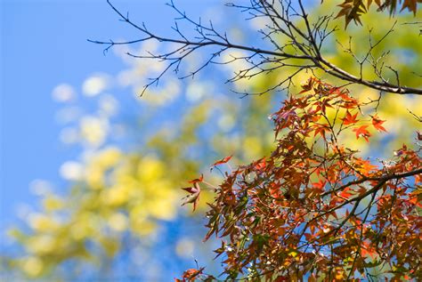 Jeffrey Friedls Blog Bonanza Of Fall Foliage Desktop Backgrounds