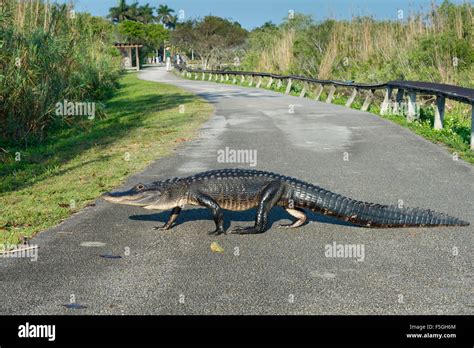 American Alligator Alligator Mississippiensis Crossing Path Anhinga