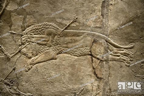 Assyrian Relief Sculpture Panel From The Lion Hunt Showing A Dying Lion