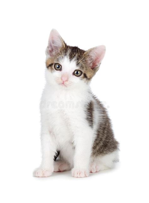 Cute Kitten On A White Background Stock Photo Image Of