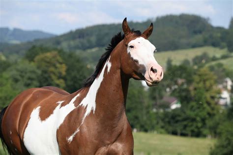 American Paint Horse Facts You Might Not Have Known