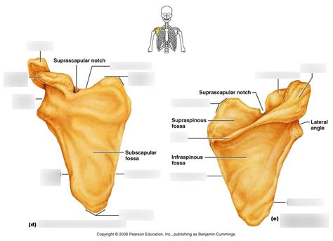 Anatphys 3 Appendicular Skeleton Bony Marking Scapula Diagram