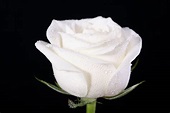 Rosas blancas significado - Imagui