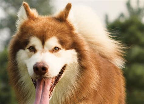 Learn About The Aslaskan Malamute Dog Breed From A Trusted Veterinarian
