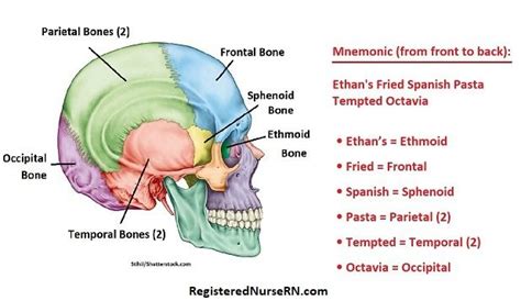 The skull is a bony structure that supports the structures of the face and provides a protective cavity for the brain. Human Skull Bones (Cranial and Facial Bones) Mnemonic ...