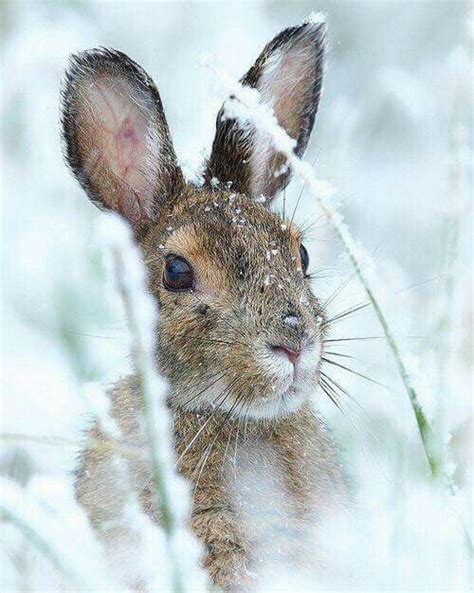 Hare In The Snow Animals Wild Cute Animals Winter Animals