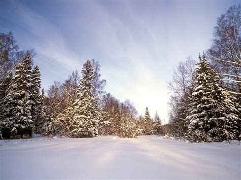 Hd Wallpaper Wood Snow Snowdrifts Trees Cold Temperature Winter