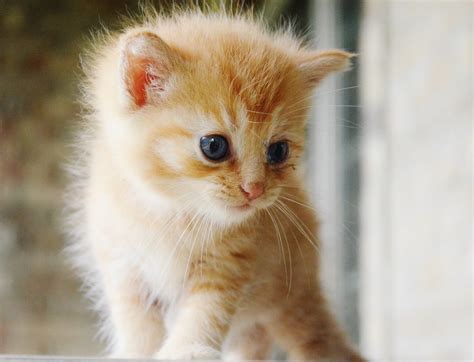 Pictures Of Tabby Kittens Cute Baby Tabby Kitten On White Stock Photo