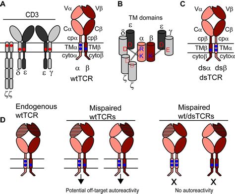 Domain Swapped T Cell Receptors Improve The Safety Of Tcr Gene Therapy