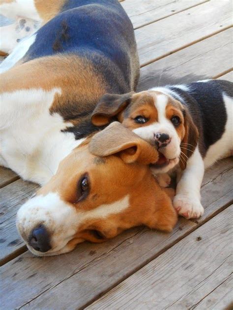 Prices vary by litter click here to read about our buying procedures. Get healthy and ethically bred Beagle puppies for sale ...