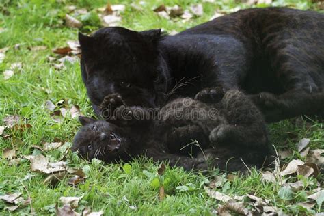 Black Panther Panthera Pardus Mother With Cub Laying On Grass Stock