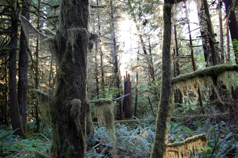 Pacific Northwest Douglas Fir Trees Stock Photo Image Of Ocean
