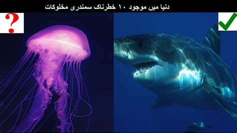 Most Dangerous Sea Creatures 10 Most Dangerous Ocean Creatures In The