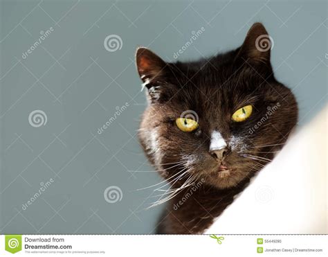 Black Cats Face With Bright Amber Eyes Stock Photo Image