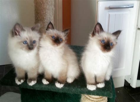 Birman Cats For Sale Uk Cat Meme Stock Pictures And Photos