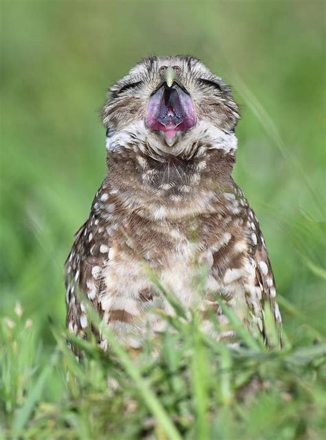 Yawning Burrowing Owl Photograph By Elaine Starr Fine Art America