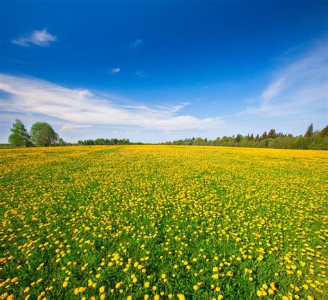 Yellow Flowers Hill Under Blue Cloudy Sky Stock Image Image Of Blue