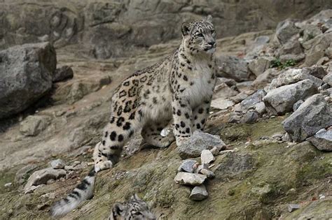 15 Interesting Facts About Snow Leopards Wildlife Informer