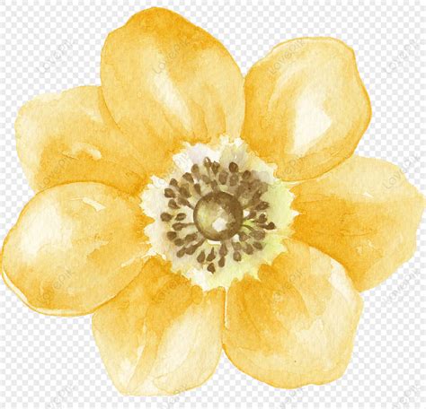 Watercolor Flowers Yellow Pistil Material Watercolor Single Flower