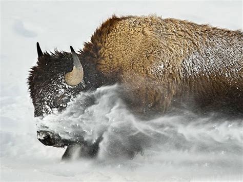 In Snow Buffalo Animal Bison Photo Animals Wild