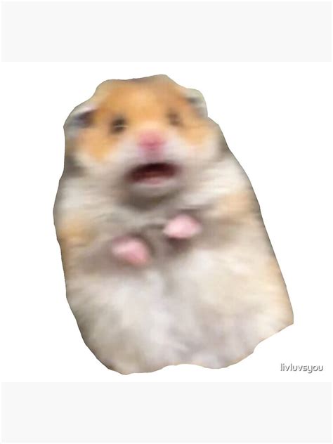 Scared Hamster Meme Photographic Print By Livluvsyou Redbubble