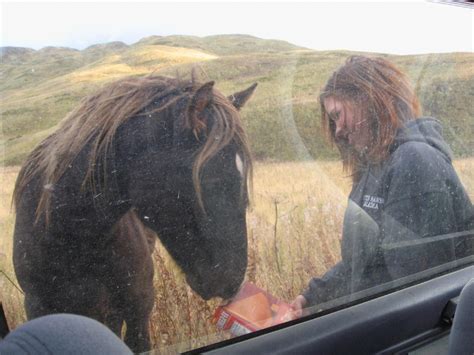 Bcxnews Wild Horses Of Unalaska Alaska