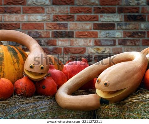 Two Funny Pumpkin Snakes On Pile Stock Photo 2211272311 Shutterstock