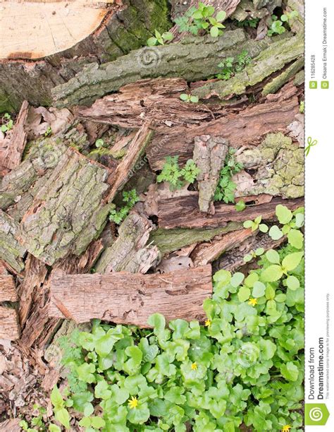 Old Tree Bark With Green Plant Stock Photo Image Of Life