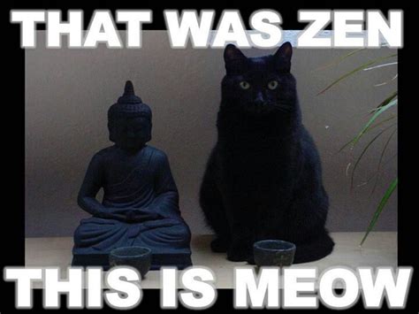 Cats That Was Zen This Is Meow Cute Cats Funny Cats Funny Animals