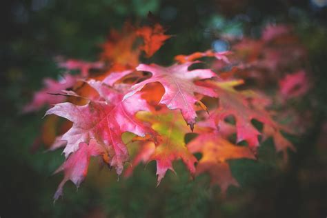 Free Photo Leaves Autumn Fall Foliage Free Image On Pixabay 1636158
