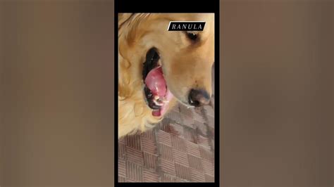 Ranula In Dog Veterinary Shorts Dog Vet Covas Youtube