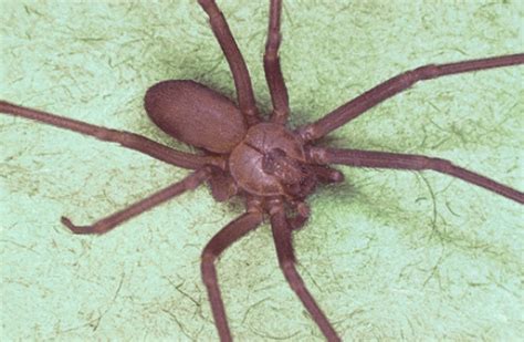 10 Facts About Brown Recluse Spider Fact File