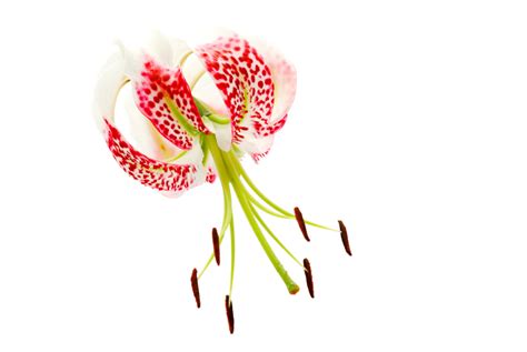 Rubrum Lily Is Toxic To Cats Pet Poison Helpline