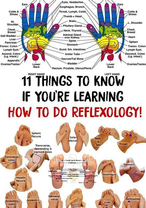 11 Things To Know If Youre Learning How To Do Reflexology Stomach