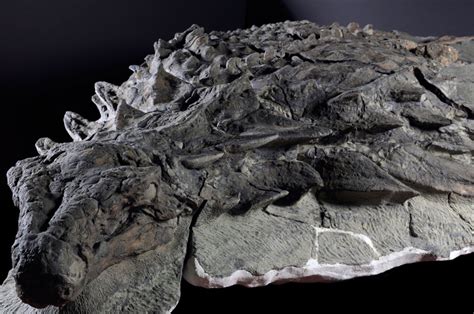 This Dinosaur Fossil Still Has Its Scales And Guts