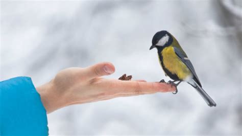 4 Reasons Why You Shouldnt Feed The Birds Or Any Animals Mental Floss