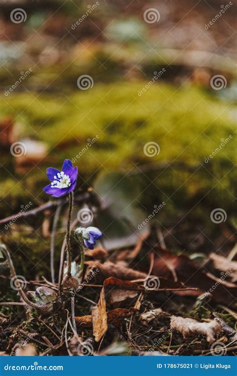 Blue Spring Flowers In A Forest Stock Image Image Of Inflorescence