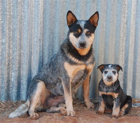 341 Best Australian Cattle Dogs Bluered Heelers Images On Pinterest