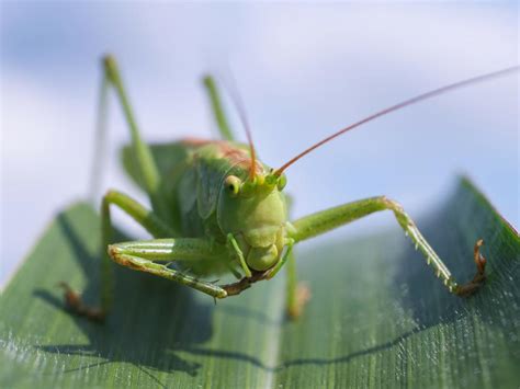 Question De La Semaine Est Ce Que Les Insectes Entendent Sciences