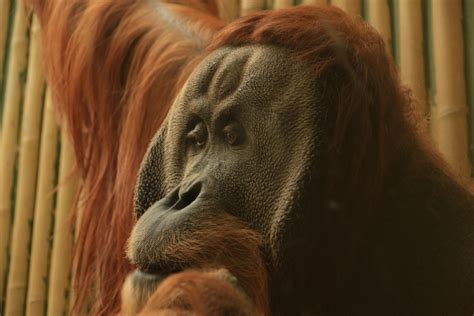 Fotos Gratis Fauna Silvestre Pensando Zoo Mamífero Melena