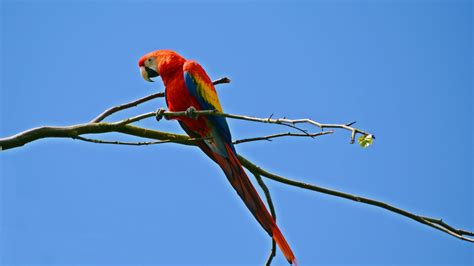 desktop wallpaper parrot bird colorful sit hd image picture background zy3eme