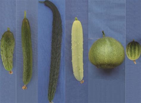 All About Exotic Cucumbers