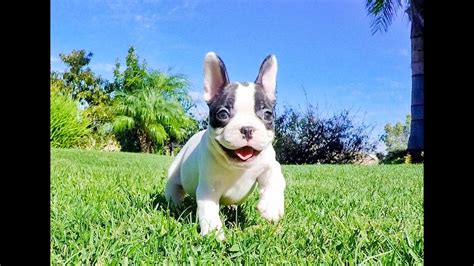A great puppy paired with the tools we provide will give you the best possible pet owning experience and a fantastic life for your new family member. Sofia the Fabulous AKC French Bulldog Female Puppy for ...