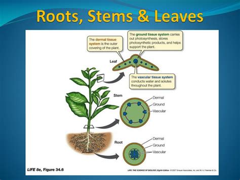 Ppt Roots Stems And Leaves Powerpoint Presentation Free Download Id