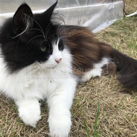 Lost Cat Black And White Norwegian Forest Cat Called
