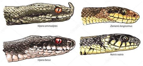 Snake Heads Comparison Stock Vector Image By ©lukaves 108045110