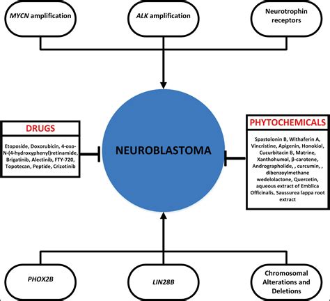 Neuroblastoma An Updated Review On Biology And Treatment Bentham Science