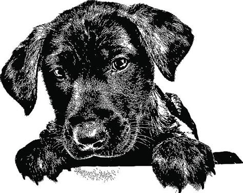 Black Labrador Retriever Clip Art 20 Free Cliparts Download Images On