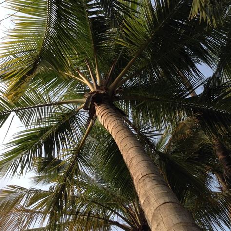 Big Indian Palm Trees On The Coast Last Season 14 Stock Image Image